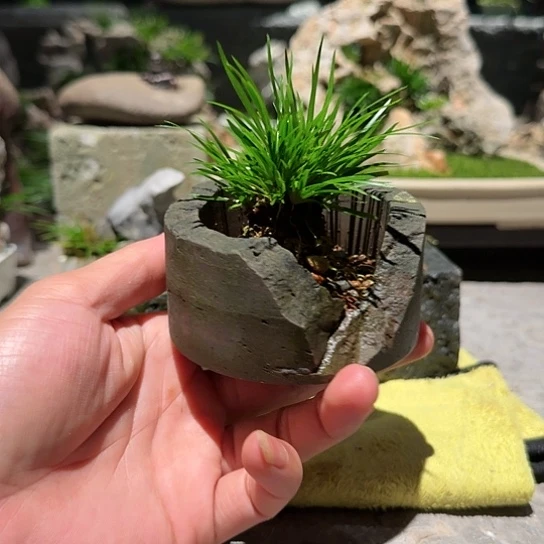 红陶20CM（含）-50CM（不含）晓*石