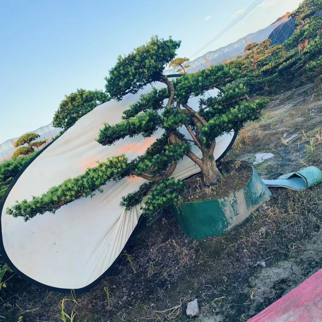 罗汉松，所有商品价格一律以直播间实物为准，一物一拍