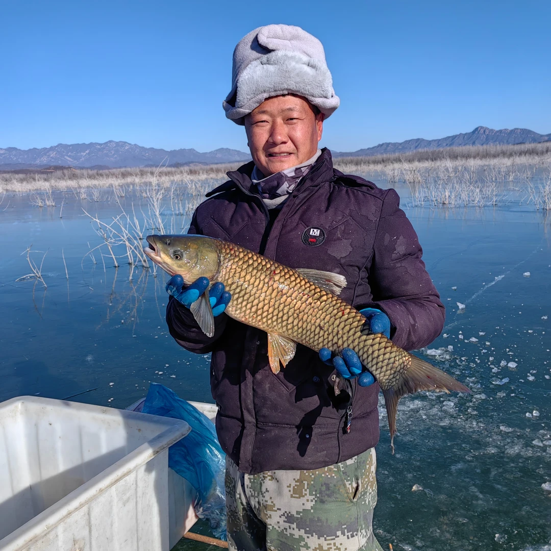 草鱼5斤-10斤包邮，现捕现发