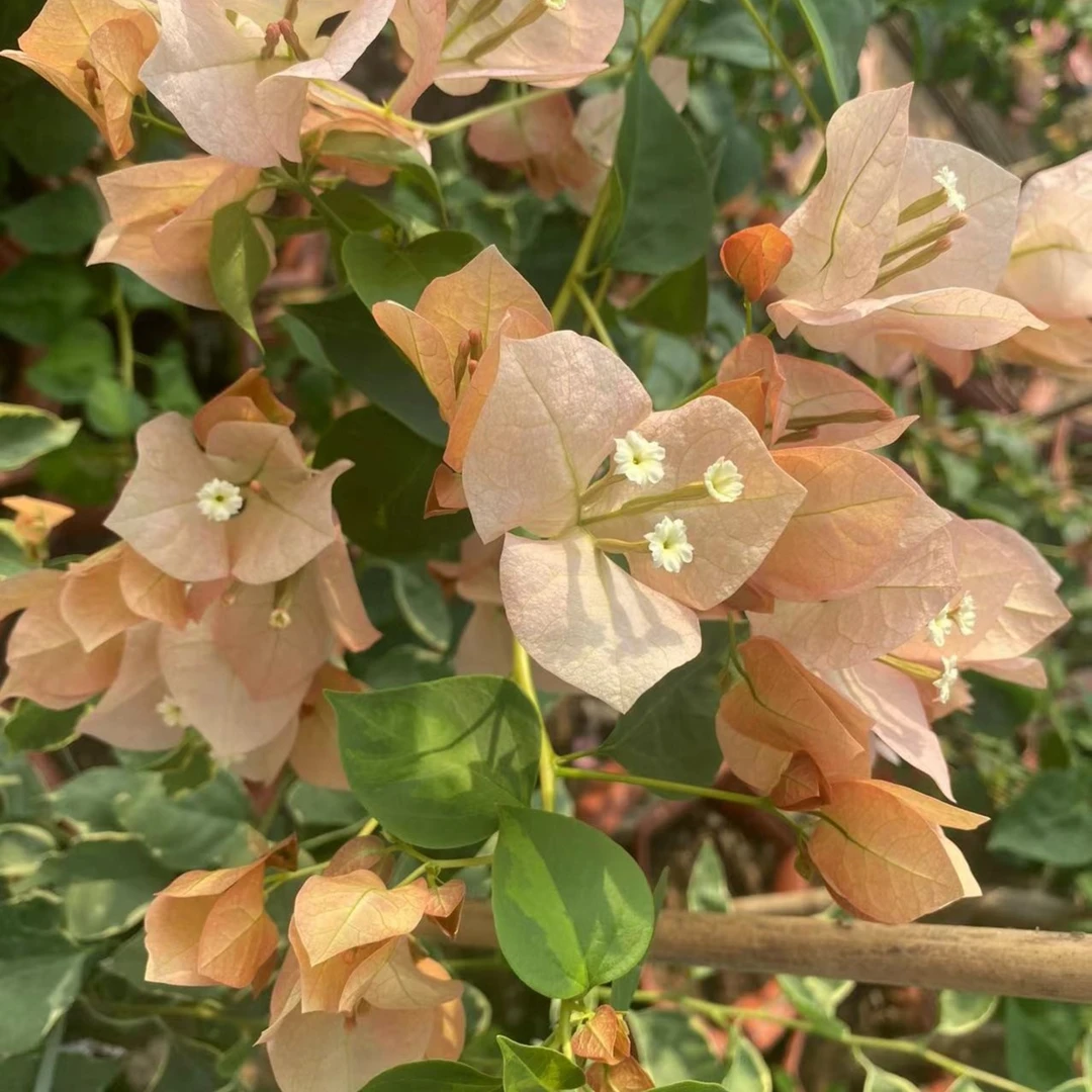 三角梅带花盆栽美观栽培庭院阳台四季花卉办公室绿植夏季春季花卉
