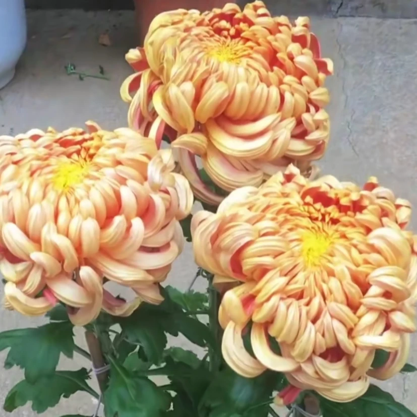 （太平红叶）球型大花九月菊适合盆栽地栽花卉
