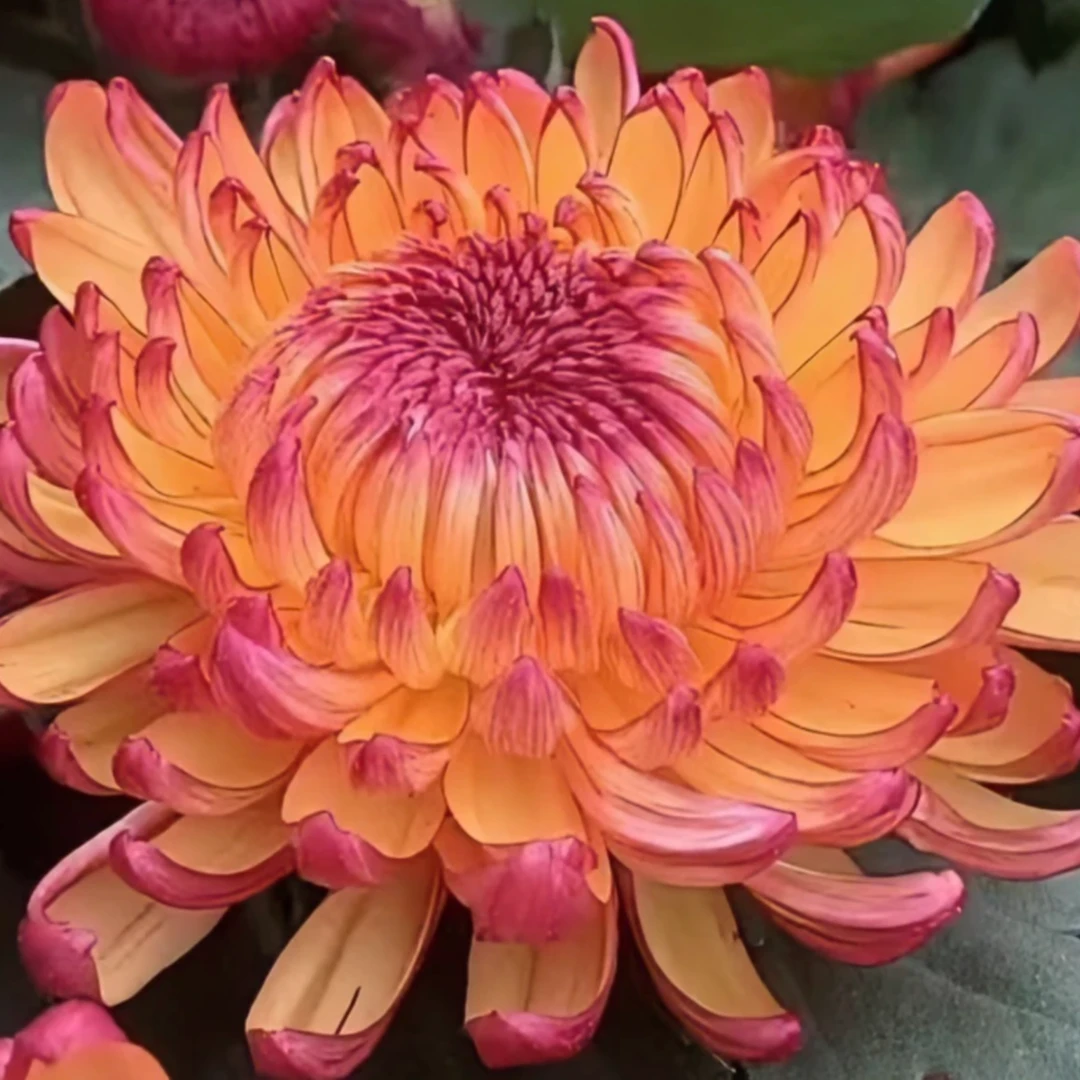九月菊（变色龙）大花可变色型【带花苞】