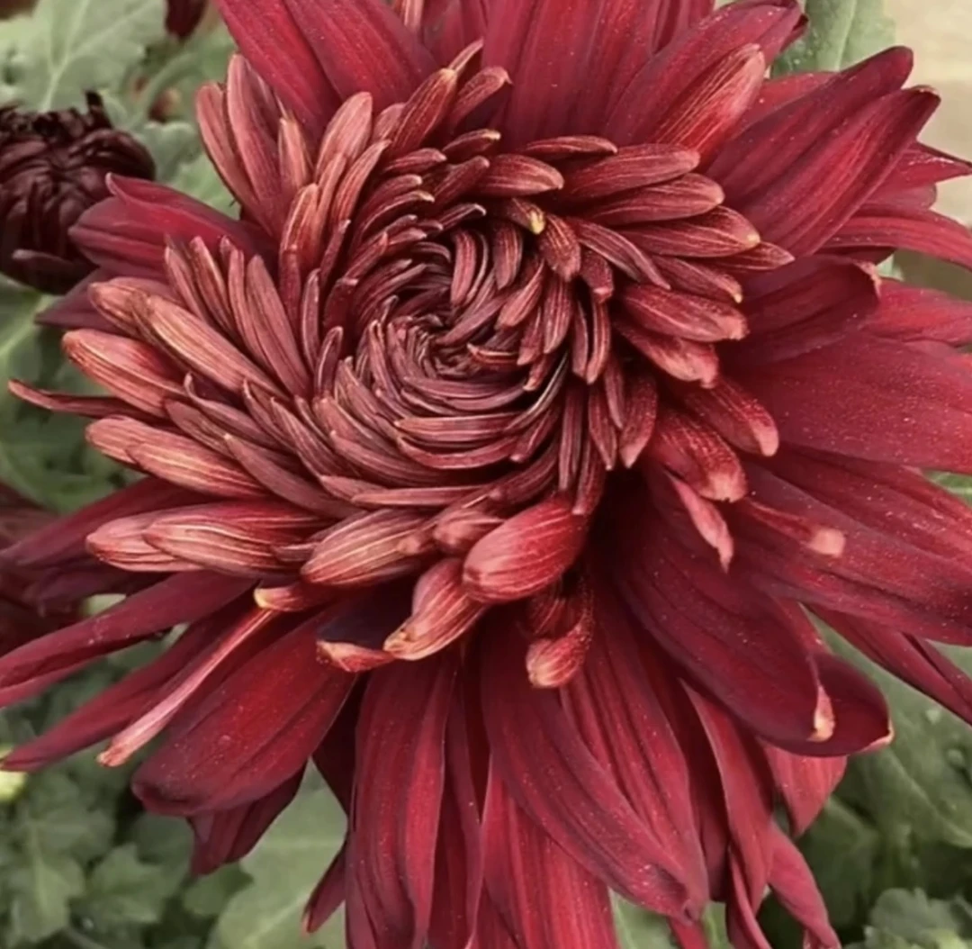 大花九月菊（墨菊黑旋风）重瓣菊花适合盆栽地栽
