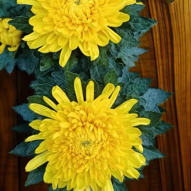 九月菊大花(黄盖)菊花适合盆栽地栽