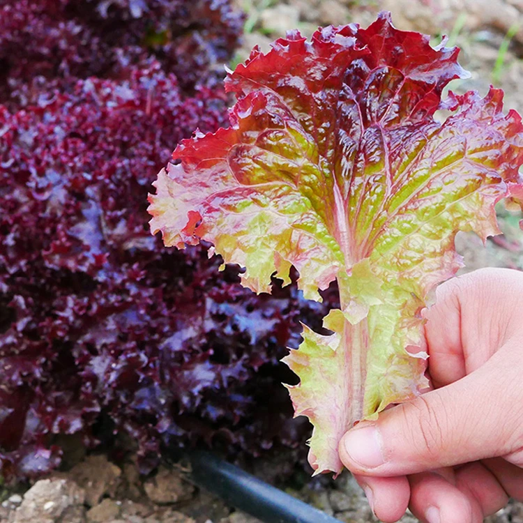 (拍2发3)紫生菜种子种籽大全苗四季罗马秧菜苗奶油盆栽带跟蔬菜孑