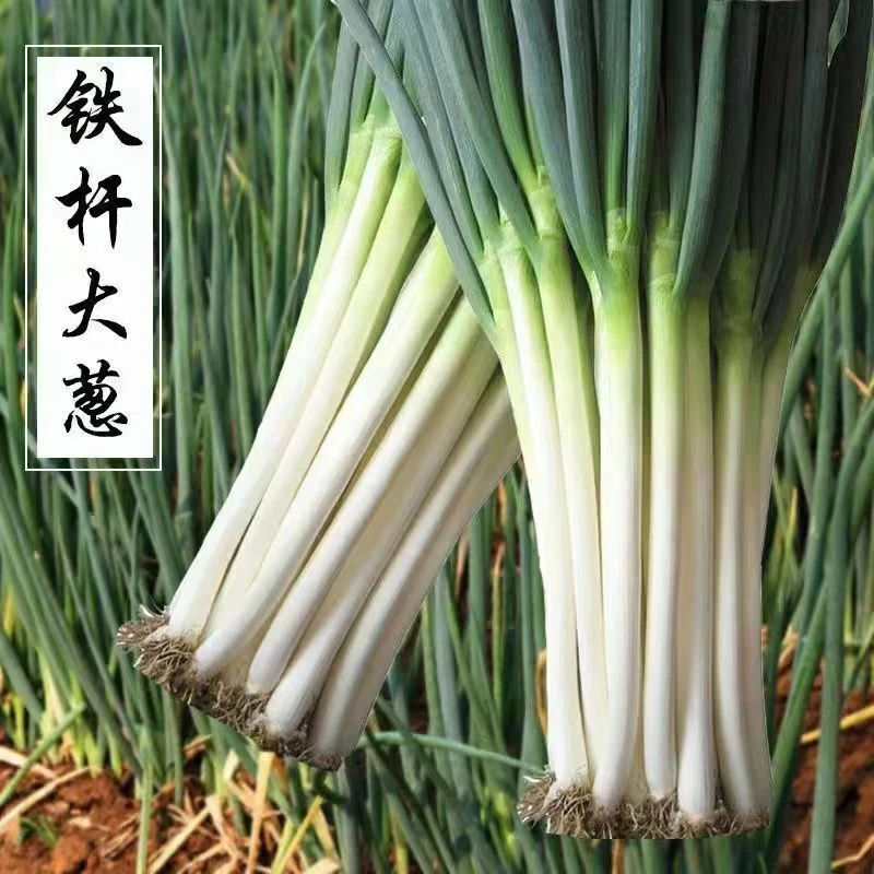 （拍2发3）铁杆大葱种子山东章丘四季春夏秋葱种籽葱苗蔬菜种孑香