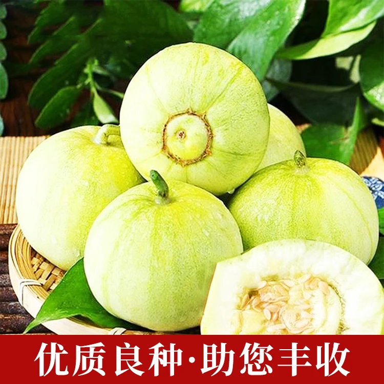 (拍2发3)日本甜宝甜瓜种子薄皮香瓜种籽春秋四季播阳台盆栽高产