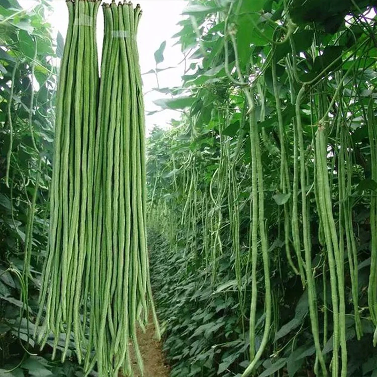 (拍2发3)豆角种子四季豆种子无架豆角种子地豇豆种籽四季蔬菜种子