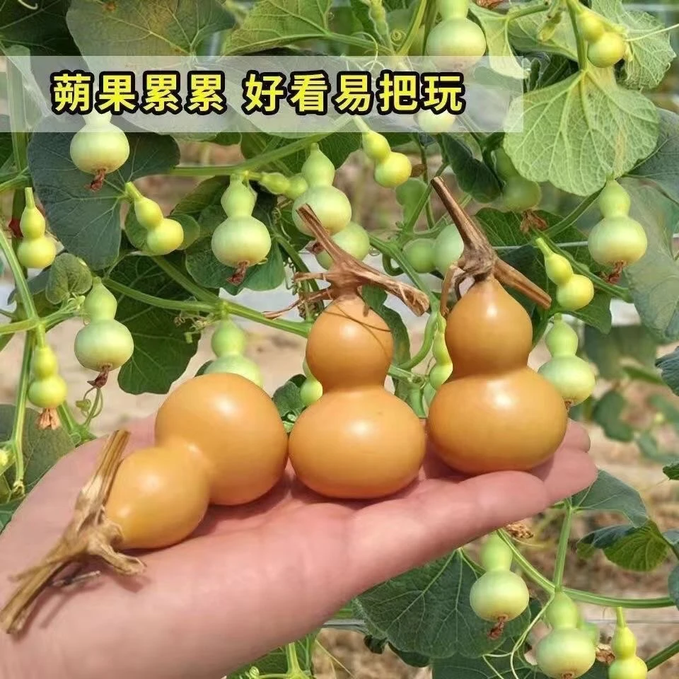 (拍2发3)观赏葫芦种子手捻小葫芦手把件文玩家庭小院种植葫芦籽孑