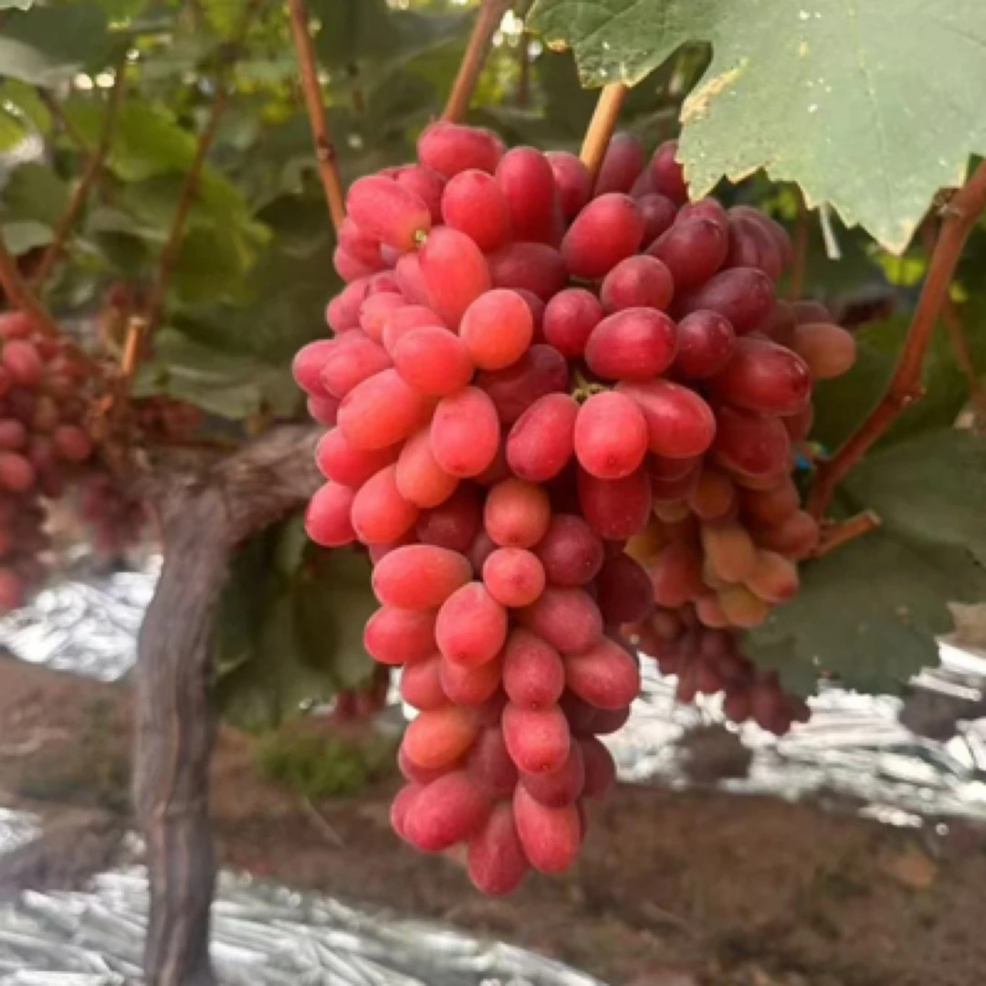 精品四川红提4.5斤/份