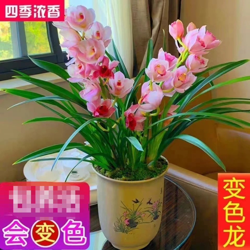 兰花【变色龙】一盆 不带花苞 原盆原土