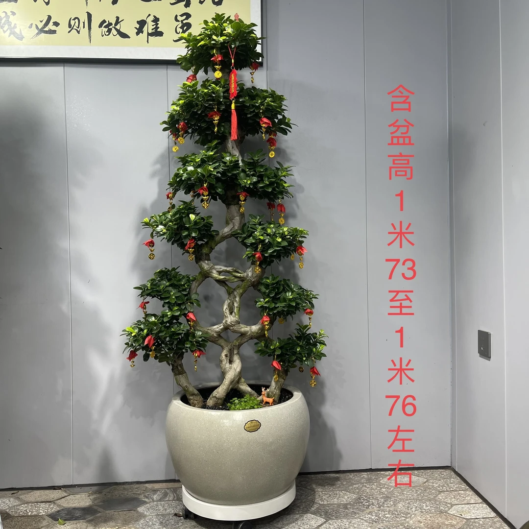 双8造型嫁接金钱榕，是公司. 客厅大型盆栽办公室绿植摆件