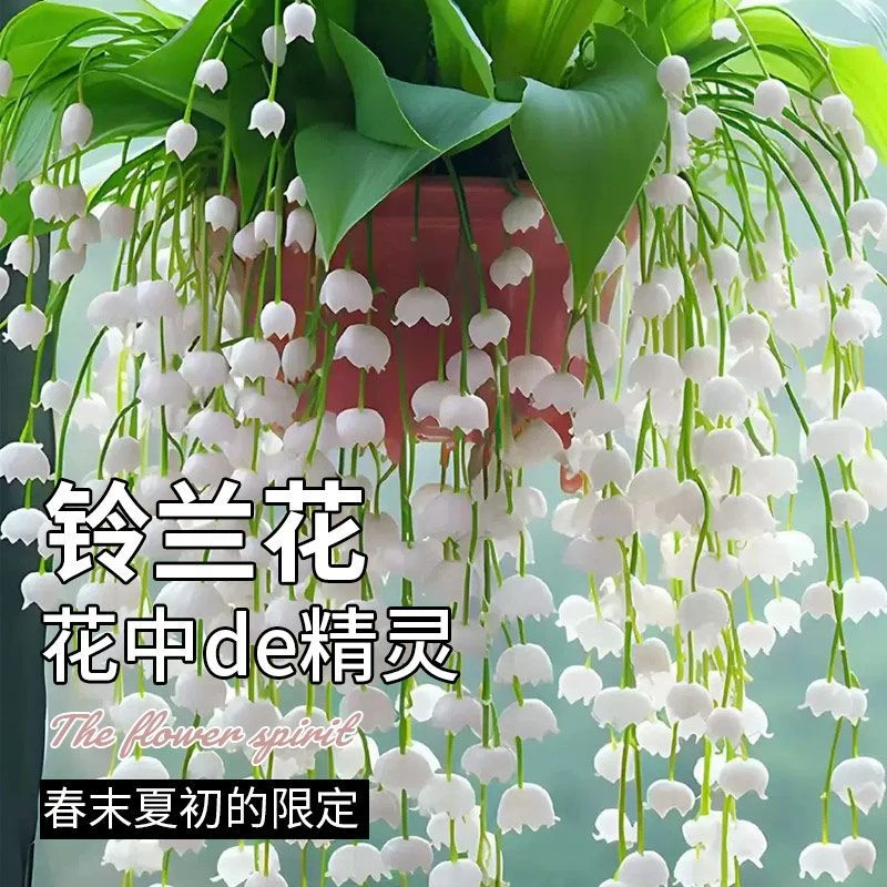 【发芽带根】香水铃兰花盆栽花卉绿植四季开花客厅外耐寒耐冻好养护