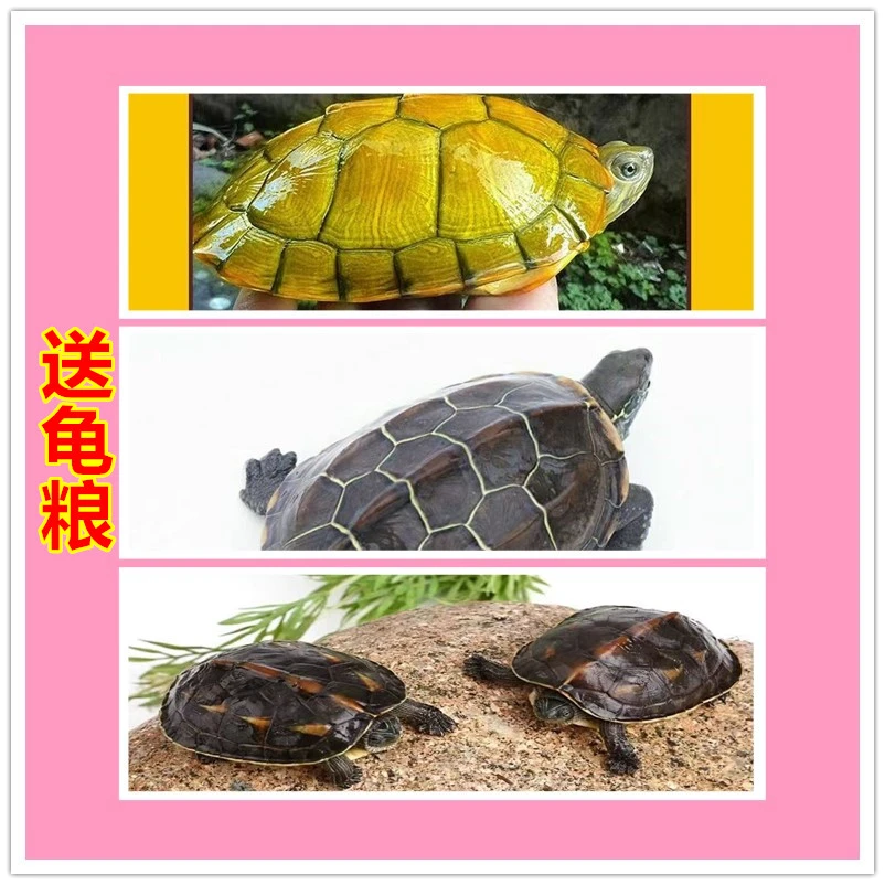 宠物观赏龟外塘龟活物包活到家黄金巴西龟草龟珍珠龟送龟粮