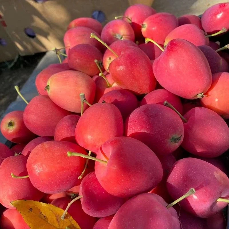 【脆甜可口】东北鸡心果小苹果拇指苹果糖心当季水果酸甜1-3斤