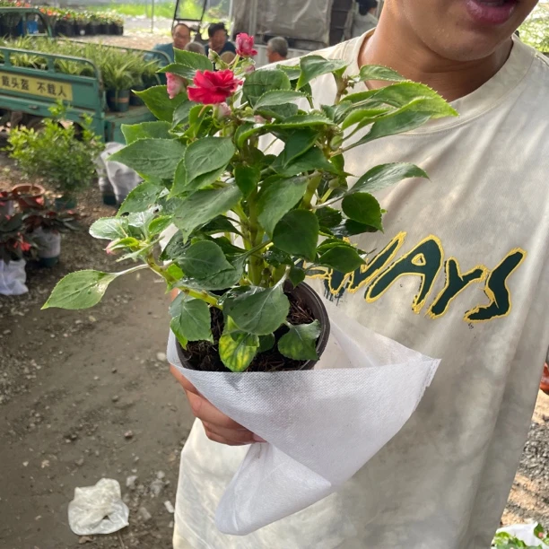 【花相见】水梅好养好看盆栽花卉绿植