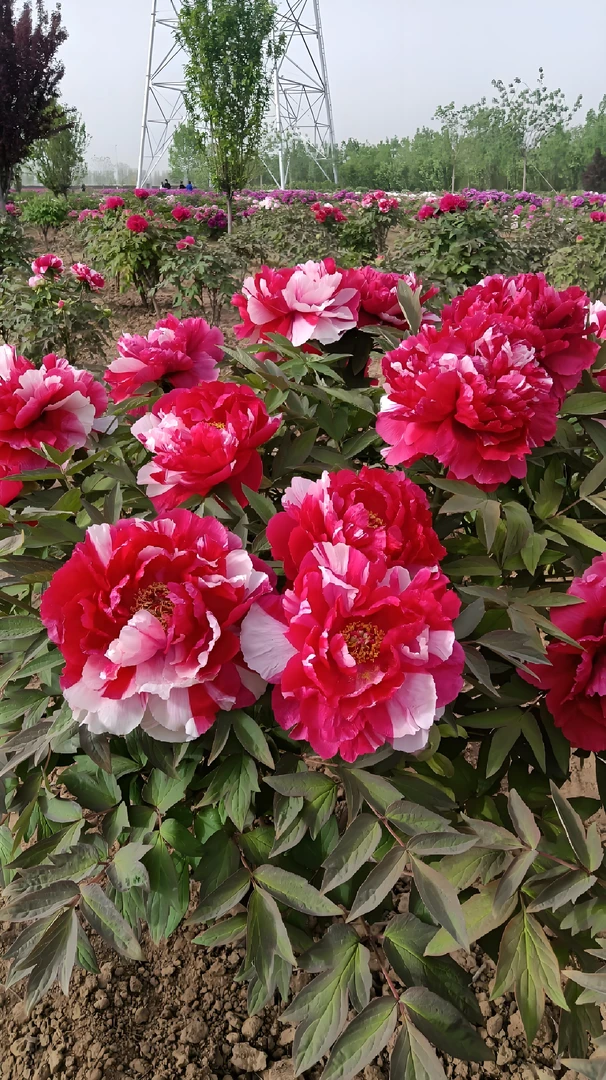 【岛锦】正宗洛阳重瓣牡丹花苗北方耐寒盆栽地栽室内庭院花卉牡丹苗