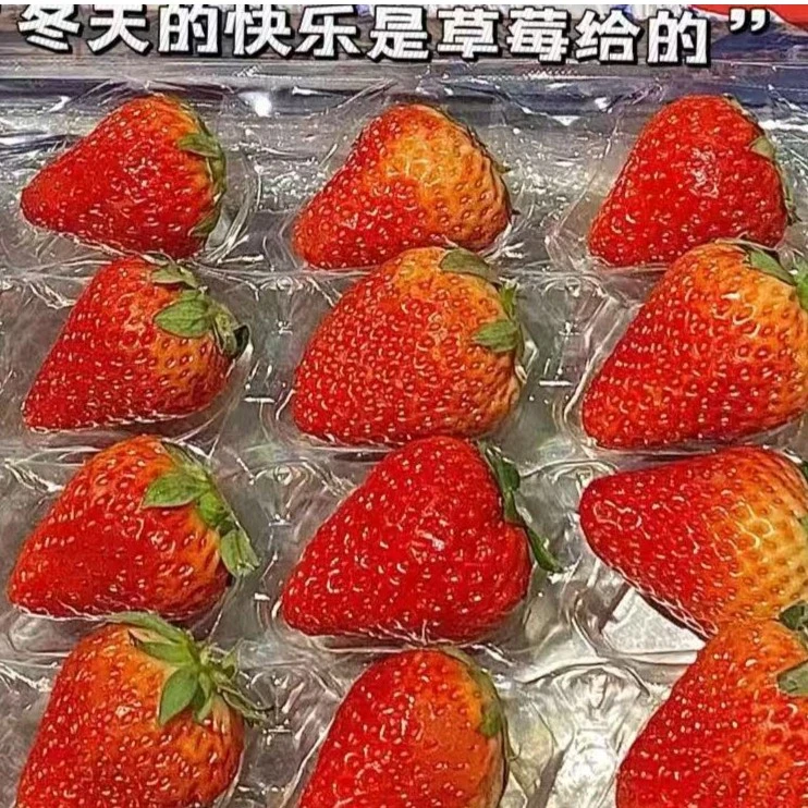 丹东99草莓新鲜水果九九红颜奶油草莓礼盒 59.9/2盒