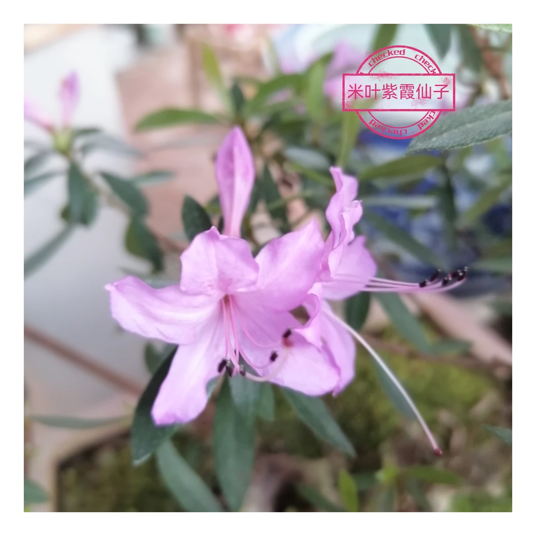 【紫霞仙子~云涛盆景】一物一拍价格链接老桩盆景观花观型花卉