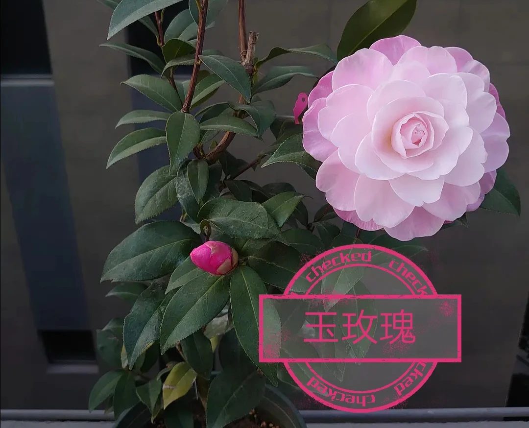 玉玫瑰【云涛茶花】品种茶花精选阳台花园庭院植物观赏花卉