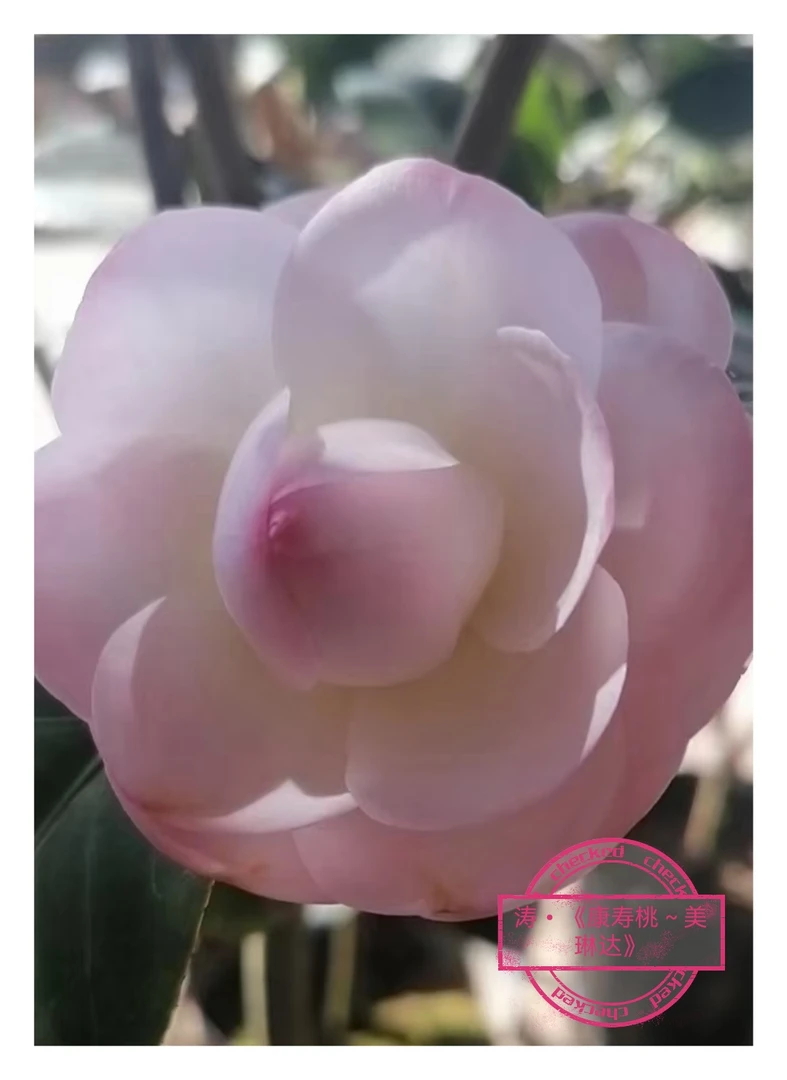 康寿桃~美琳达【云涛茶花】品种茶花精选阳台花园庭院植物观赏花卉