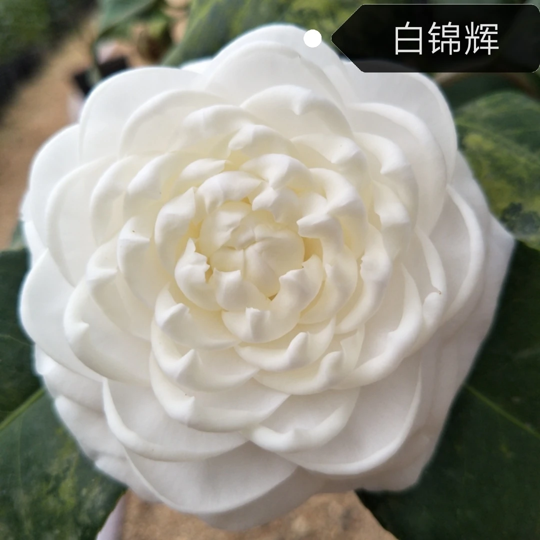 白锦辉【云涛茶花】品种茶花精选阳台花园庭院植物观赏花卉