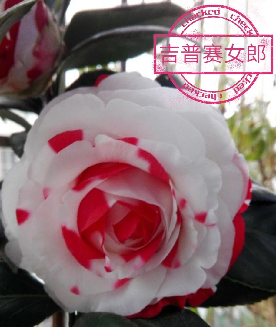 吉普赛女郎【云涛茶花】品种茶花精选阳台花园庭院植物观赏花卉