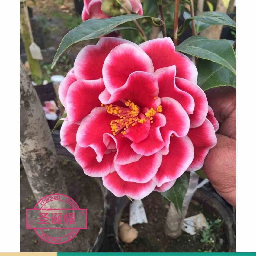 圣诞帽【云涛茶花】品种茶花精选阳台花园庭院植物观赏花卉