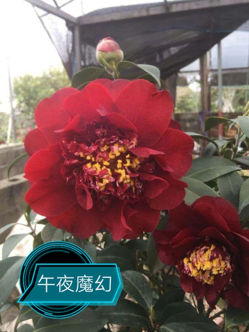 午夜魔幻【云涛茶花】品种茶花精选阳台花园庭院植物观赏花卉