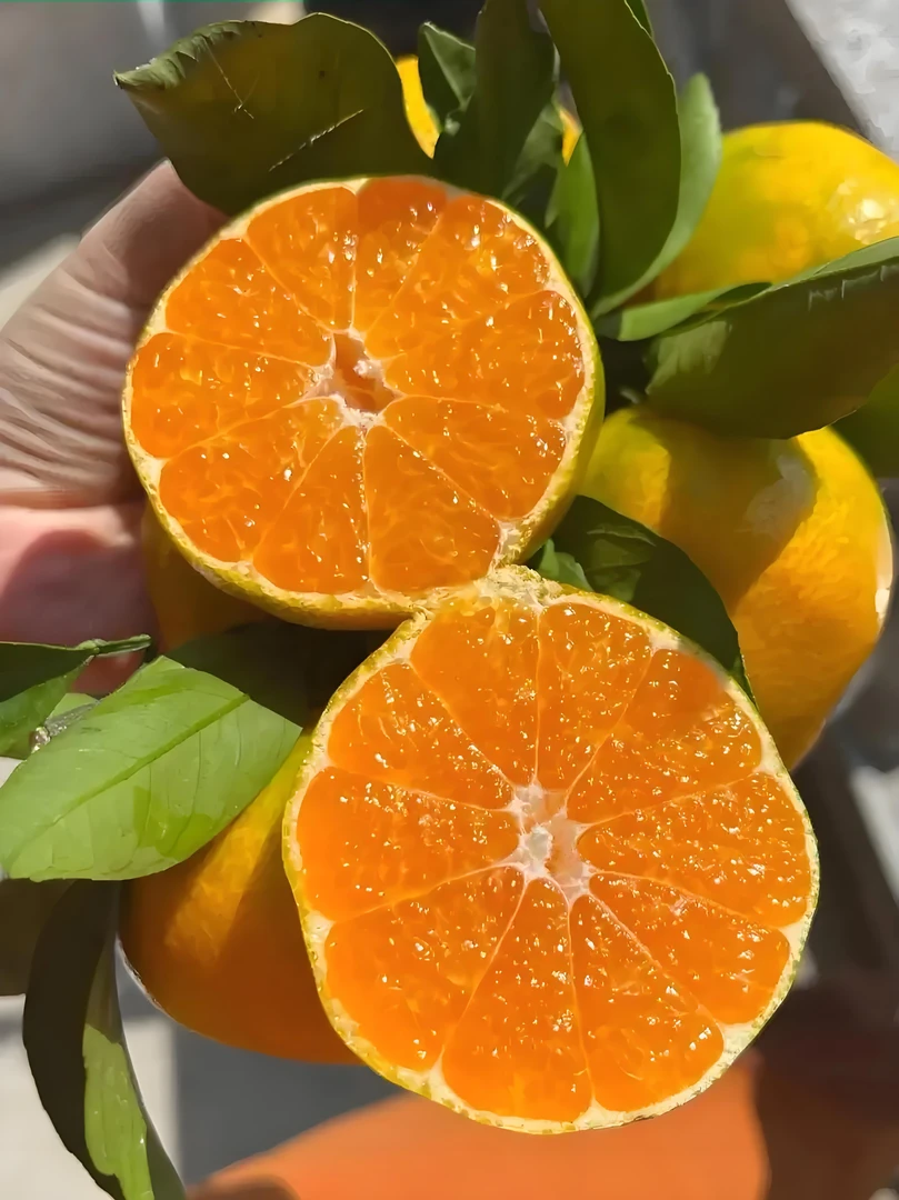 正宗临海蜜桔涌泉蜜桔源头无籽无核时令当季食用蜜桔涌泉橘鲜果