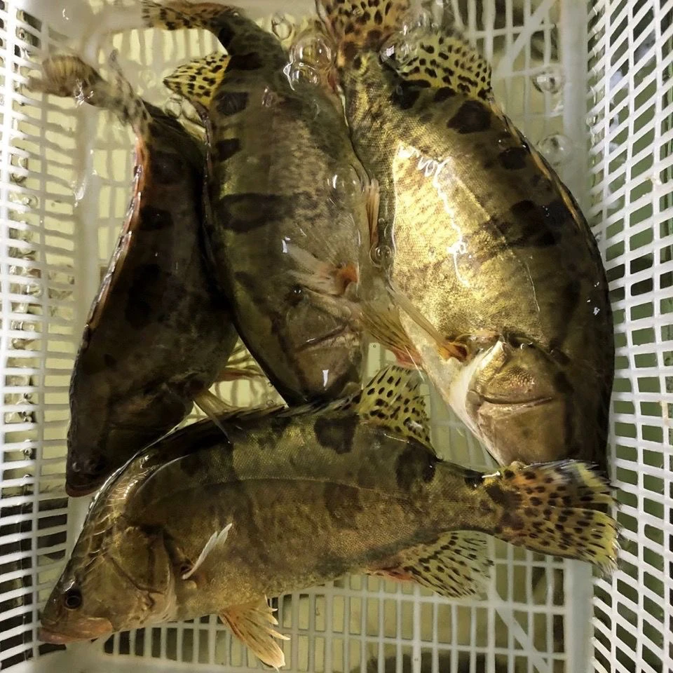 【江苏野生桂鱼】活鱼现杀野生桂鱼 新鲜鳜鱼 鲫花鱼现杀桂花鱼