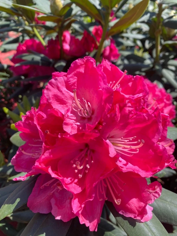 基地自产自销60多品种高山杜鹃花