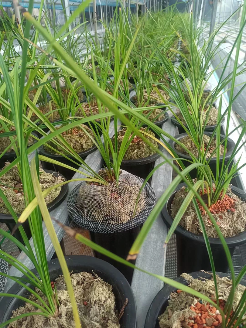 自产自销莲瓣兰花花卉绿植盆景盆栽