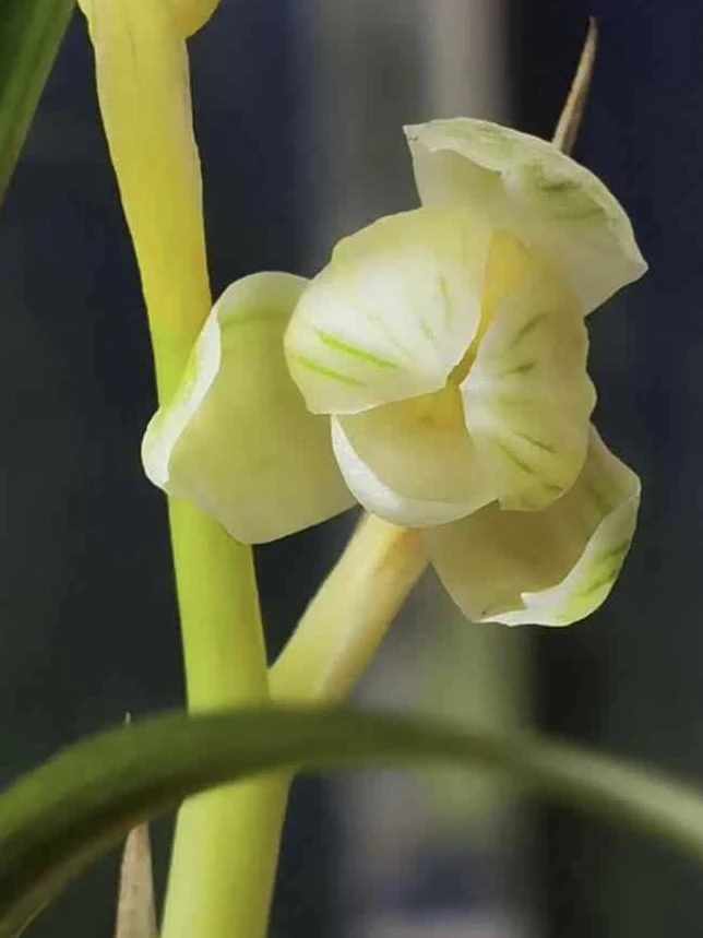 莲瓣自然养殖叶花双艺品种正宗品质保证自然培育兰花花卉绿植盆栽