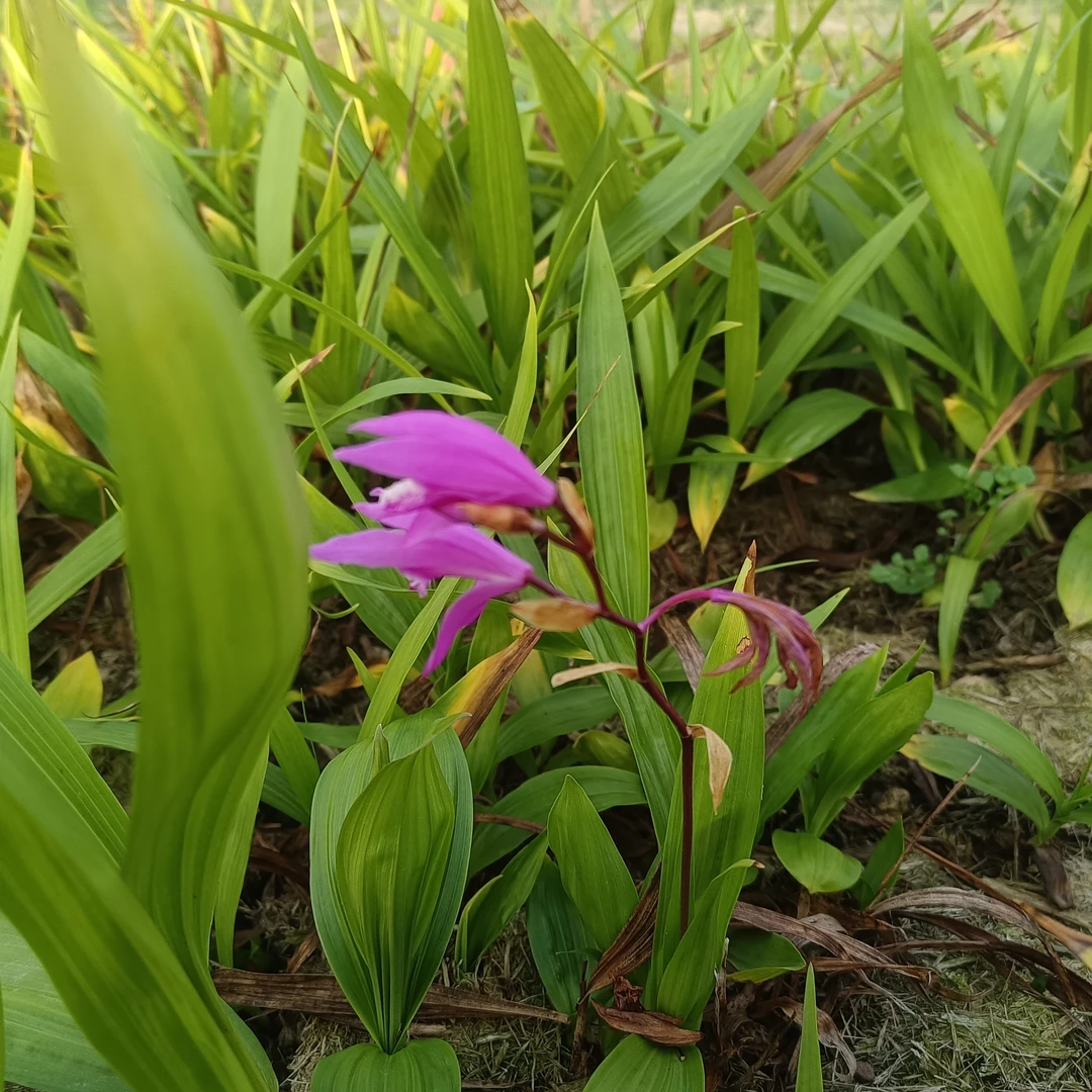 云南紫花三叉大白芨苗成活率高1.5公分以上取苗支持看货白芨苗