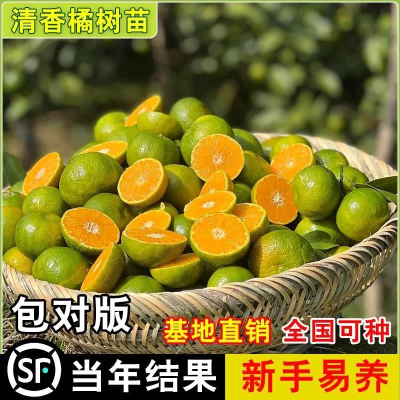 清香桔子苗 嫁接广西清香蜜桔树苗 早熟青皮蜜桔子树清香蜜橘树苗