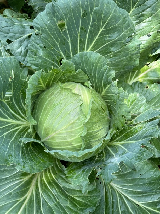 贵州高山莲花白农家种植包菜露天农家肥卷心菜新鲜脆口清甜很好吃
