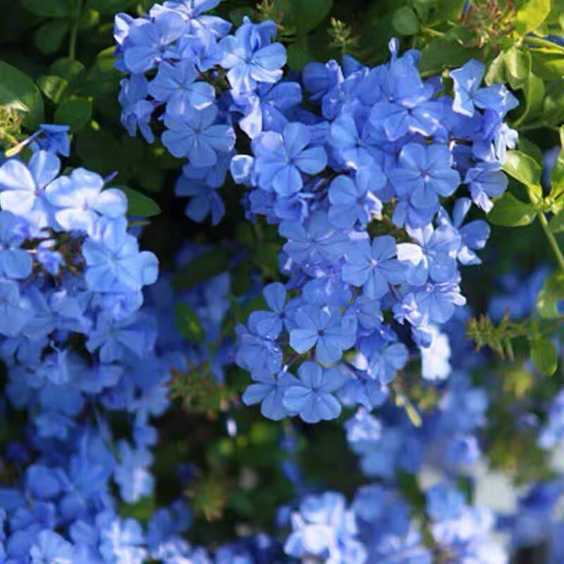 蓝雪花盆栽庭院阳台绿植耐高温易养护室内外花卉格桑花丁香花