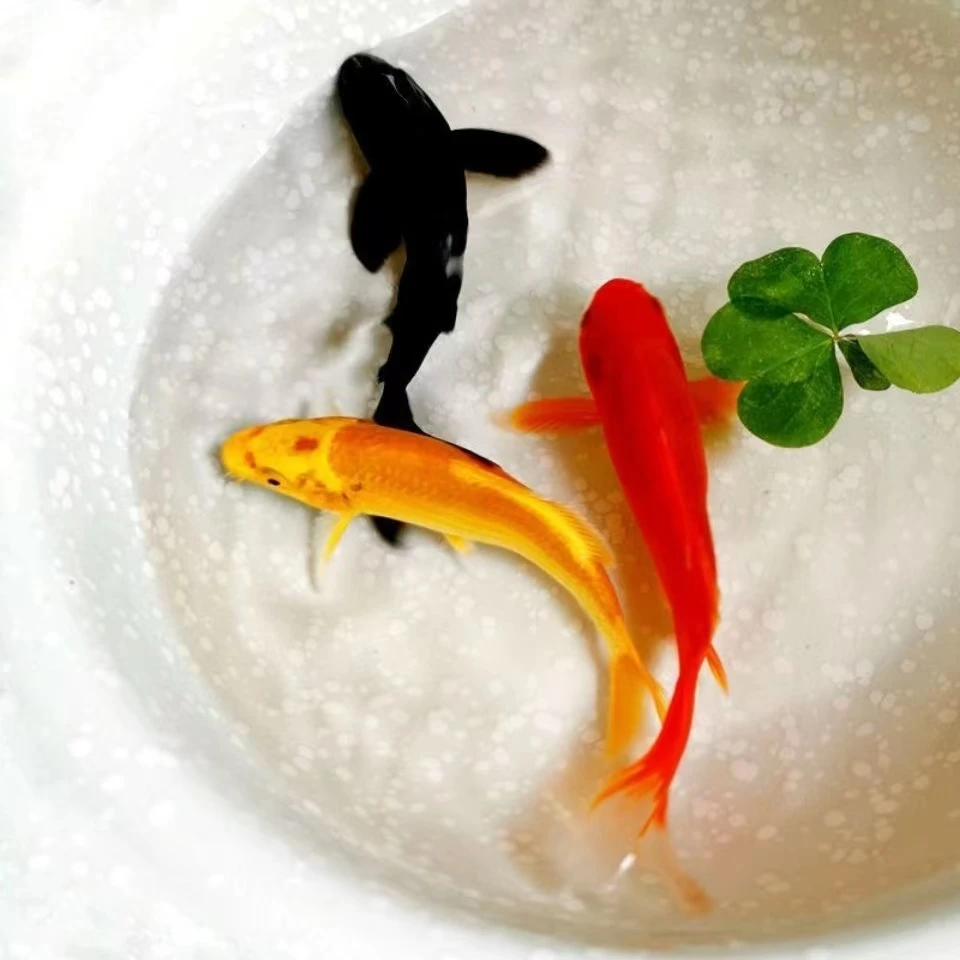 锦鲤活鱼蝴蝶鲤精品蝴蝶鲤89.9一条