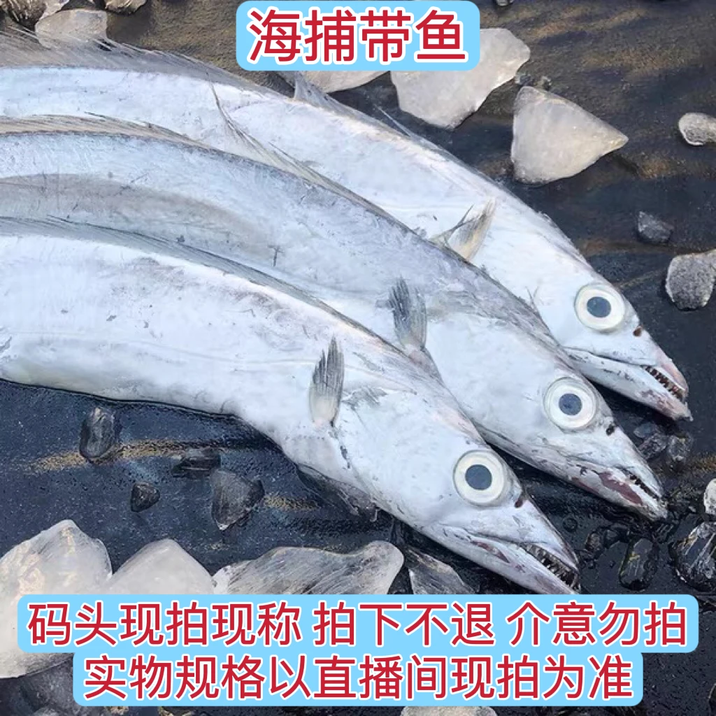 【红萱】北海新鲜海捕带鱼 直播代买， 码头现称重现拍，现场改价链接
