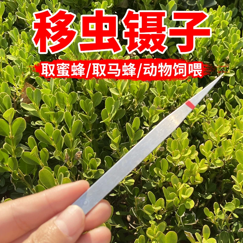 蜂具养蜂工具蜂箱育王工具全套不锈钢长镊子取幼虫专用批发
