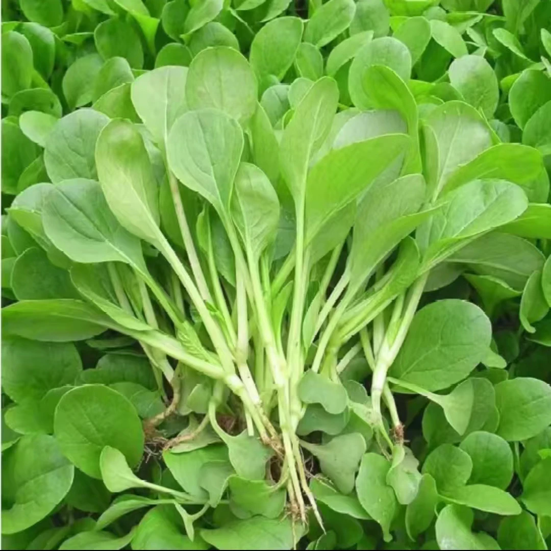 速生鸡毛菜种子四季播种抗热耐寒蔬菜种子小白菜籽小青菜籽