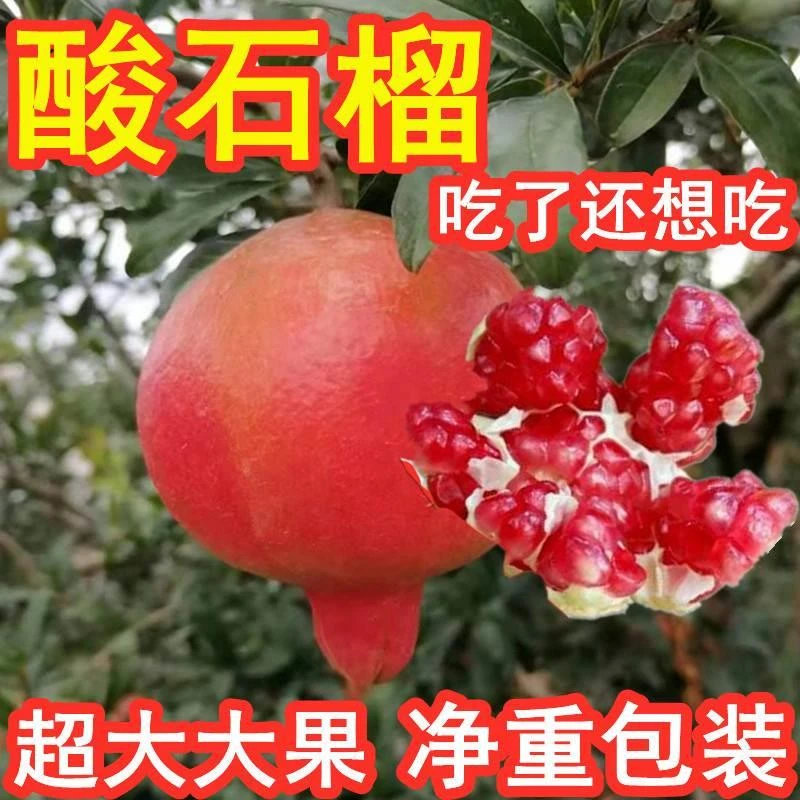 现货 正宗酸石榴特大果特酸纯酸 蒙自建水酸甜半口石榴新鲜水果