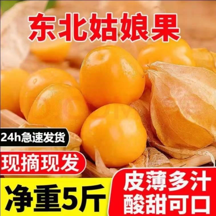 东北小黄姑娘果鲜果特大果现摘新鲜薄皮菇娘果黄灯笼果灯笼果云南