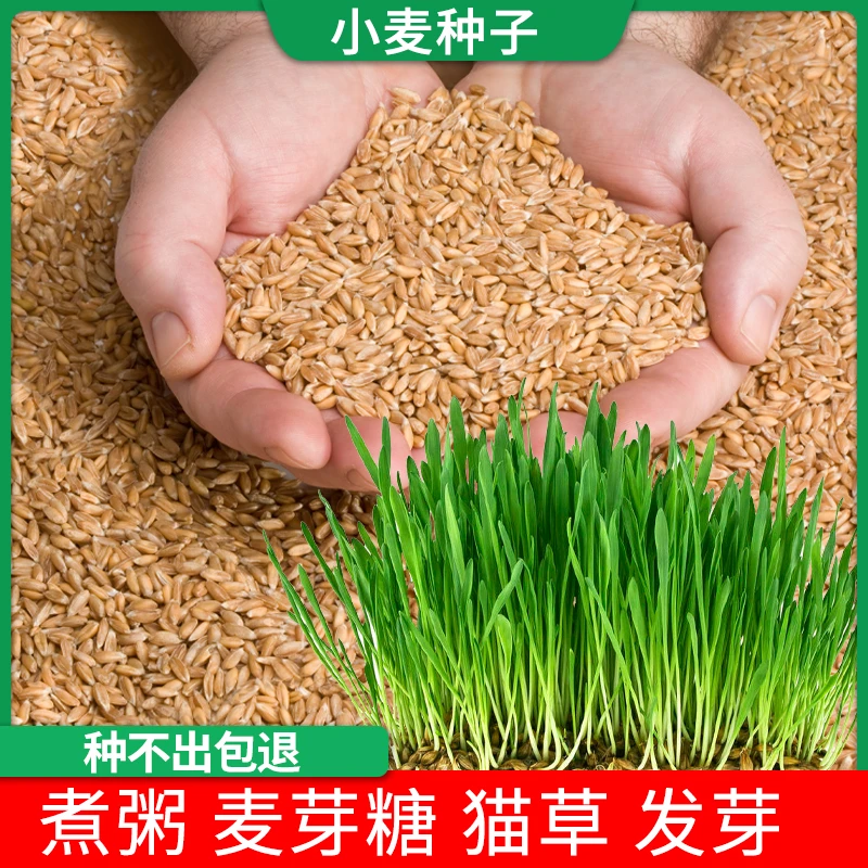 1斤5斤新小麦粒带皮种子籽水培发芽做麦芽糖高产新鲜小麦猫草榨汁