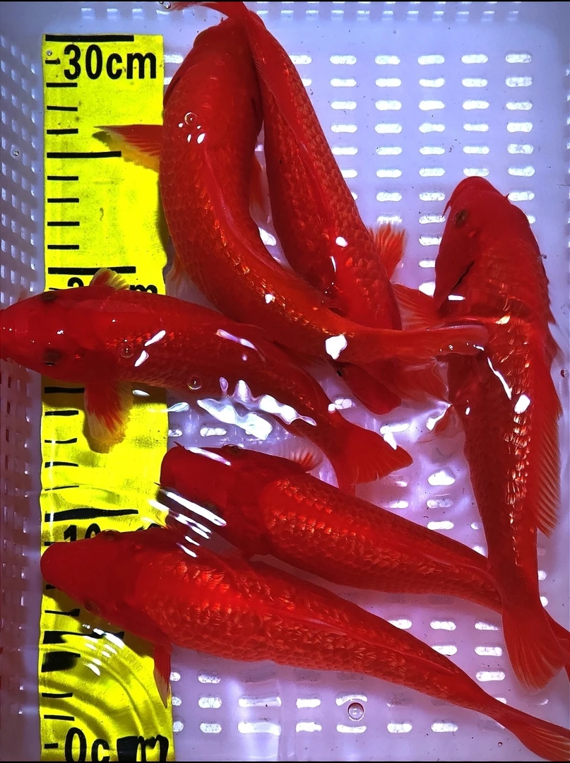 ②精品家养闪鳞火鲤鱼缸锦鲤观赏鱼中小型招财鱼好养耐活包邮包活