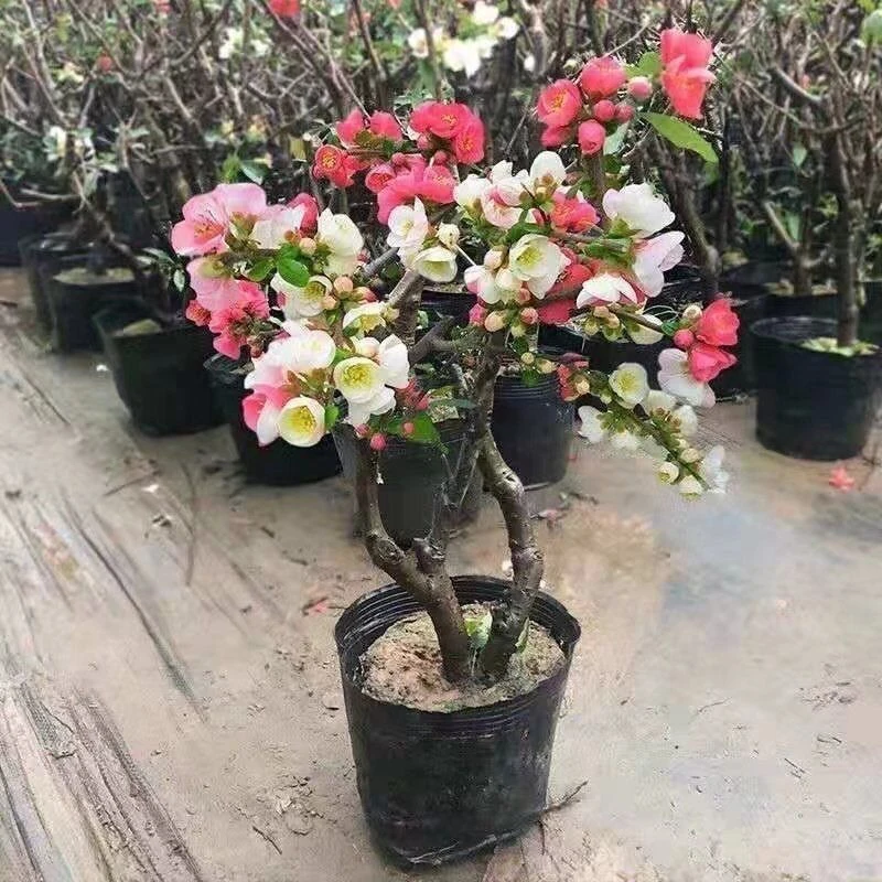 东阳锦带花苞海棠花树苗四季海棠长寿冠海棠盆景庭院阳台耐寒花卉