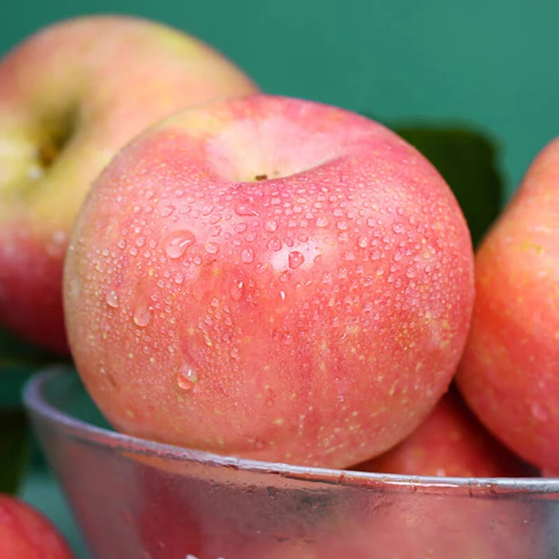 爆·山东红富士 苹果【纯甜 汁水多】1000克