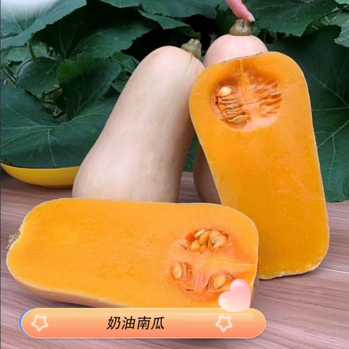 陕西粉糯香甜当季时令奶油南瓜5-9斤 坏果包赔