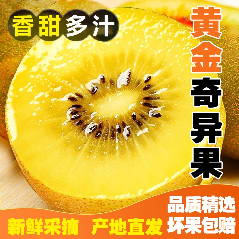 【星河老树】四川蒲江黄金奇异果（10-20个）单果110g起当季猕猴桃